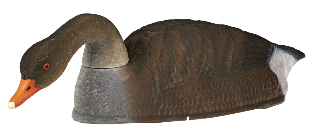 Grågås Skal Fouragerende   Flock